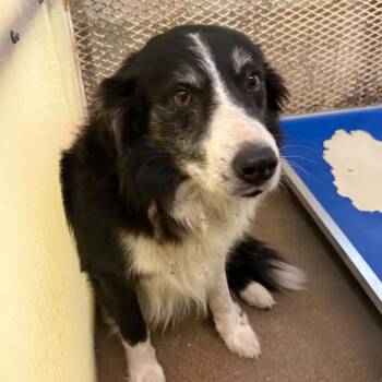Archie -  Australian Shepherd and Border Collie Dog for Adoption in Stephenville, Texas - Archie | PetCurious
