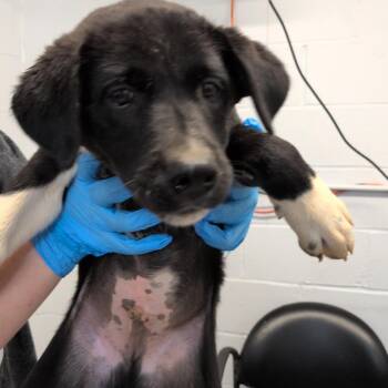 Quatro -  Pointer and Mixed Breed Dog for Adoption in Hattiesburg, Mississippi - Quatro | PetCurious