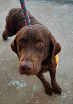 Labrador Retriever and Hound Dogs Available for Adoption - Stanley | PetCurious