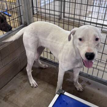 Regina George -  Great Dane and Mixed Breed Dog for Adoption in Floresville, Texas - Regina George | PetCurious