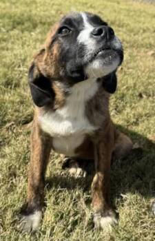Rescue Boxer Dogs for Adoption in Calera, Alabama - Crimson | PetCurious