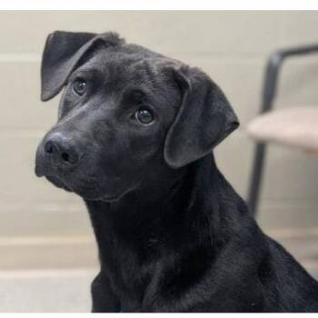 Mixed Breed Dogs Available for Adoption - Peter | PetCurious