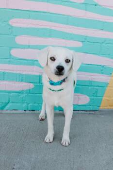 Pug and Chihuahua Dogs Available for Adoption in Waxhaw, North Carolina - Sammy | PetCurious