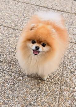 Peanut -  Pomeranian Dog for Adoption in Newmanstown, Pennsylvania - Peanut | PetCurious