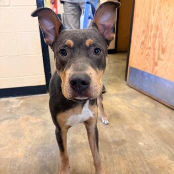 Odin -  Mixed Breed Dog for Adoption in Corinth, Mississippi - Odin | PetCurious