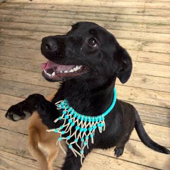 Margot -  Shepherd Dog for Adoption in Parrish, Alabama - Margot | PetCurious