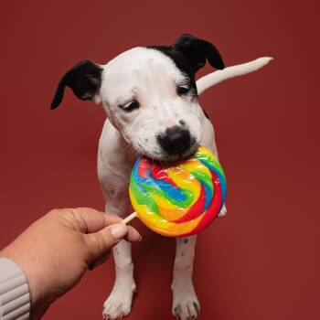 American Staffordshire Terrier and Mixed Breed Dogs Available for Adoption in Houston, Texas - Pepita | PetCurious
