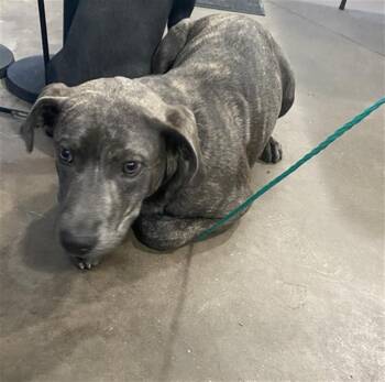 Mixed Breed Dogs Available for Adoption in Dallas, Texas - MIKE | PetCurious