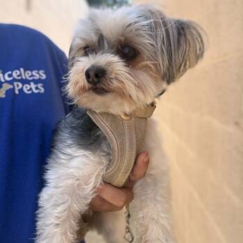 Ruby - Chino Hills Location -  Yorkshire Terrier Dog for Adoption in Chino Hills, California - Ruby - Chino Hills Location | PetCurious