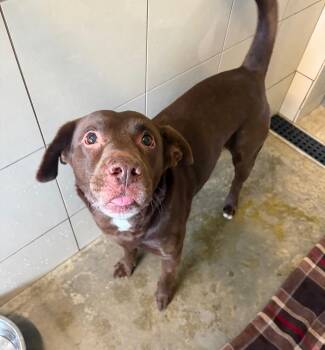 Chocolate Labrador Retriever Dogs Available for Adoption - Clay | PetCurious