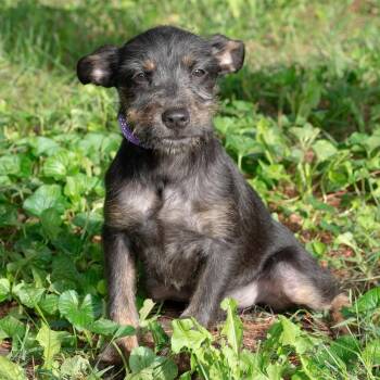 Matilda -  Terrier Dog for Adoption in Troy, Ohio - Matilda | PetCurious