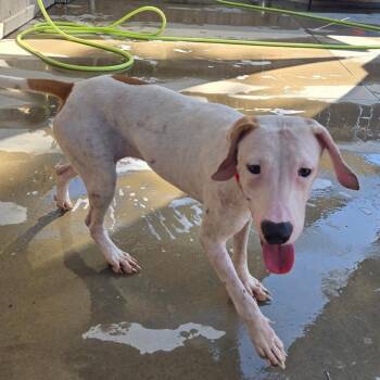 Mary Beth -  Mixed Breed Dog for Adoption in Freeport, Florida - Mary Beth | PetCurious