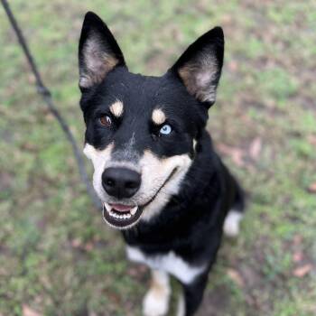 Rescue German Shepherd Dog Dogs for Adoption in Tom Bean, Texas - Bucee | PetCurious