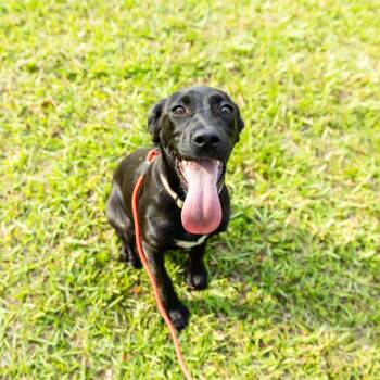 Megan Fox -  Black Labrador Retriever and Boxer Dog for Adoption in Valdosta, Georgia - Megan Fox | PetCurious