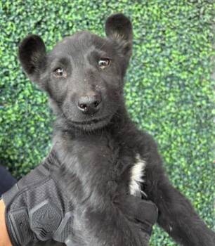 Mixed Breed Dogs Available for Adoption - 60556223 | PetCurious