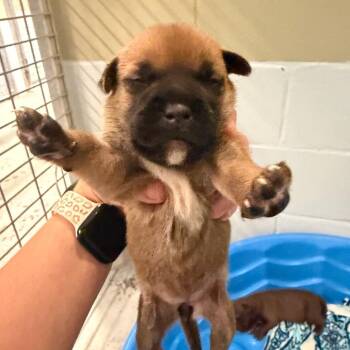Baby #2 26-06-078 -  Pit Bull Terrier Dog for Adoption in Bastrop, Texas - Baby #2 26-06-078 | PetCurious
