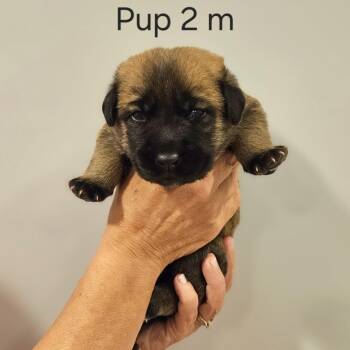 Cammie pup- Junior -  Hound and Mixed Breed Dog for Adoption in Fairfax Station, Virginia - Cammie Pup- Junior | PetCurious