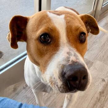 Mixed Breed Dogs Available for Adoption in Green Bay, Wisconsin - BeBe | PetCurious
