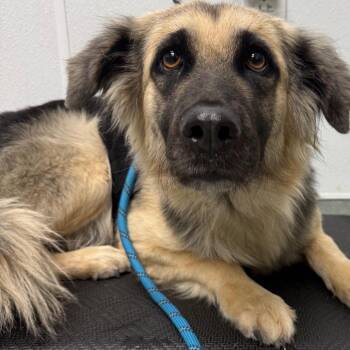 Vivian -  German Shepherd Dog and Mixed Breed Dog for Adoption in Abilene, Texas - Vivian | PetCurious