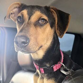 Zoey (Julia) -  Retriever and Black Labrador Retriever Dog for Adoption in Conroe, Texas - Zoey (Julia) | PetCurious