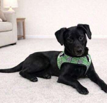 Chihuahua and Australian Shepherd Dogs Available for Adoption - Rosie | PetCurious