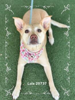 LOLA -  Shepherd Dog for Adoption in Marietta, Georgia - LOLA | PetCurious