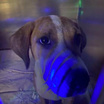 Doordash -  Mixed Breed Dog for Adoption in Charleston, West Virginia - Doordash | PetCurious