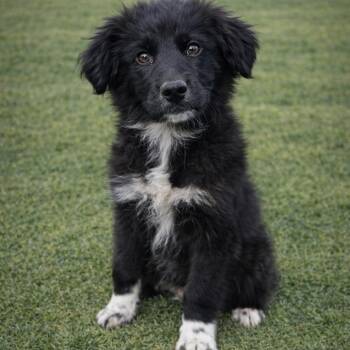 Australian Shepherd and Mixed Breed Dogs Available for Adoption in Hohenwald, Tennessee - Midnight | PetCurious