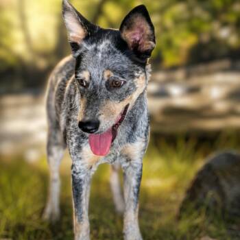 Jasper -  Australian Cattle Dog Blue Heeler Dog for Adoption in Phoenix, Arizona - Jasper | PetCurious