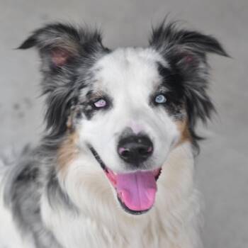 Cyclops -  Australian Shepherd Dog for Adoption in Ottawa, Kansas - Cyclops | PetCurious