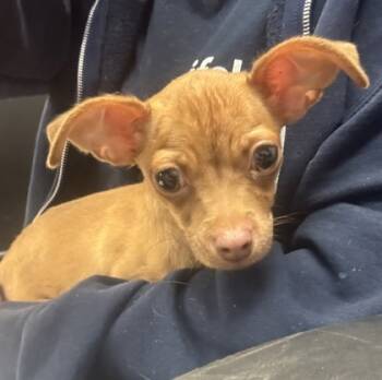 Rescue Mixed Breed Dogs for Adoption in Chamblee, Georgia - Mariposa- ADOPTED | PetCurious