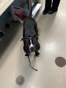 Mixed Breed Dogs Available for Adoption - NICKI | PetCurious