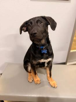 Rescue Shepherd and Labrador Retriever Dogs for Adoption in Little Rock, Arkansas - Sid | PetCurious