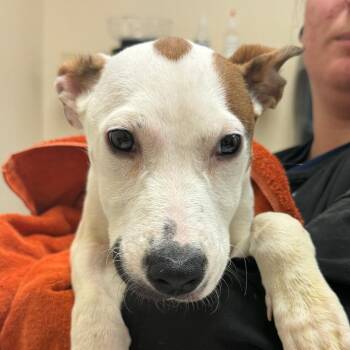 Pit Bull Terrier Dogs Available for Adoption in Reno, Nevada - Strawberry | PetCurious