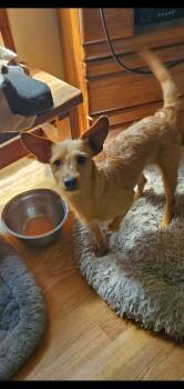 Abby -  Poodle and Terrier Dog for Adoption in Lexington, Kentucky - Abby | PetCurious