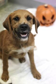 Gamble in NH. Come Meet our Adoptable Dogs Wednesday-Saturday. M -  Hound and Schnauzer Dog for Adoption in Manchester, New Hampshire - Gamble In NH. Come Meet Our Adoptable Dogs Wednesday-Saturday. M | PetCurious