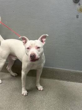 ALFREDO -  Pit Bull Terrier Dog for Adoption in Las Vegas, Nevada - ALFREDO | PetCurious
