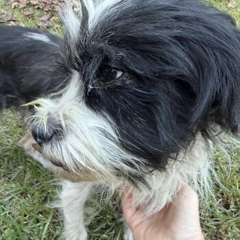Peppy -  Terrier and Miniature Poodle Dog for Adoption in Martin, Georgia - Peppy | PetCurious