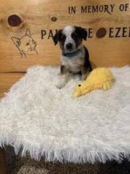 #5  Turq Feathers -  Mixed Breed Dog for Adoption in Hot Springs, South Dakota - #5  Turq Feathers | PetCurious