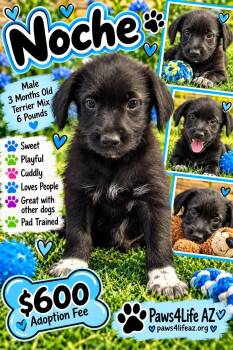 Noche -  Terrier Dog for Adoption in San Tan Valley, Arizona - Noche | PetCurious