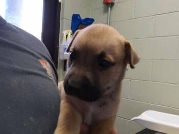 ARIES -  Pit Bull Terrier and Mixed Breed Dog for Adoption in Tulsa, Oklahoma - ARIES | PetCurious