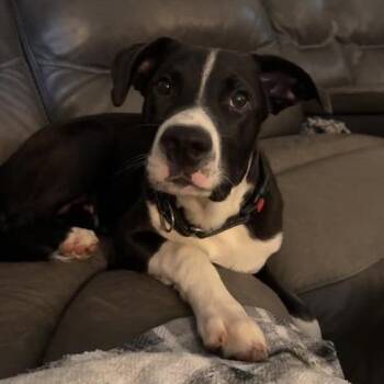 Pit Bull Terrier and Great Dane Dogs Available for Adoption in Brainerd, Minnesota - Chris | PetCurious