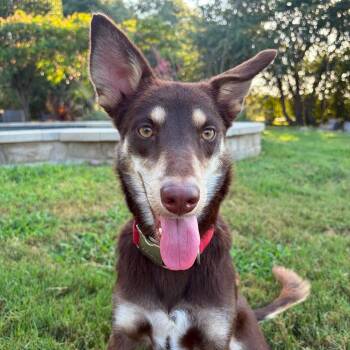 Maple -  Australian Kelpie and Shepherd Dog for Adoption in Warren, Rhode Island - Maple | PetCurious