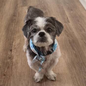 Shih Tzu Dogs Available for Adoption in Charlotte, North Carolina - Sammy | PetCurious