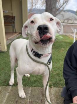 Valentine -  Pit Bull Terrier Dog Available for Adoption in Phoenix, Oregon - Valentine | PetCurious