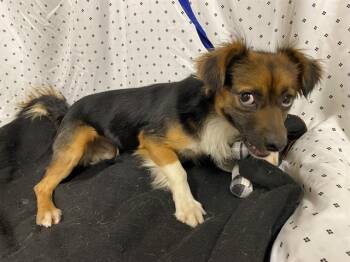 Papillon and Mixed Breed Dogs Available for Adoption in Modesto, California - A609808 | PetCurious