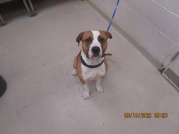 (86) -  Pit Bull Terrier Dog for Adoption in Marietta, Georgia - (86) | PetCurious
