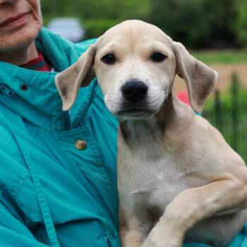 Mountain Cur and Mixed Breed Dogs Available for Adoption in Eastford, Connecticut - CT Simba Avail May 30 (Ellington, CT) | PetCurious
