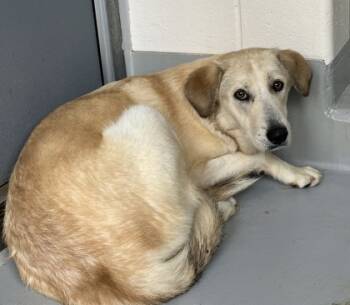 Rescue German Shepherd Dog and Great Pyrenees Dogs for Adoption in Cumming, Georgia - Vanella 1402-25 | PetCurious
