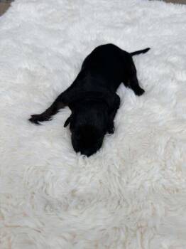 New Light Litter Zenith - Located in CA -  Belgian Shepherd Malinois Dog for Adoption in Imlay City, Michigan - New Light Litter Zenith - Located In CA | PetCurious